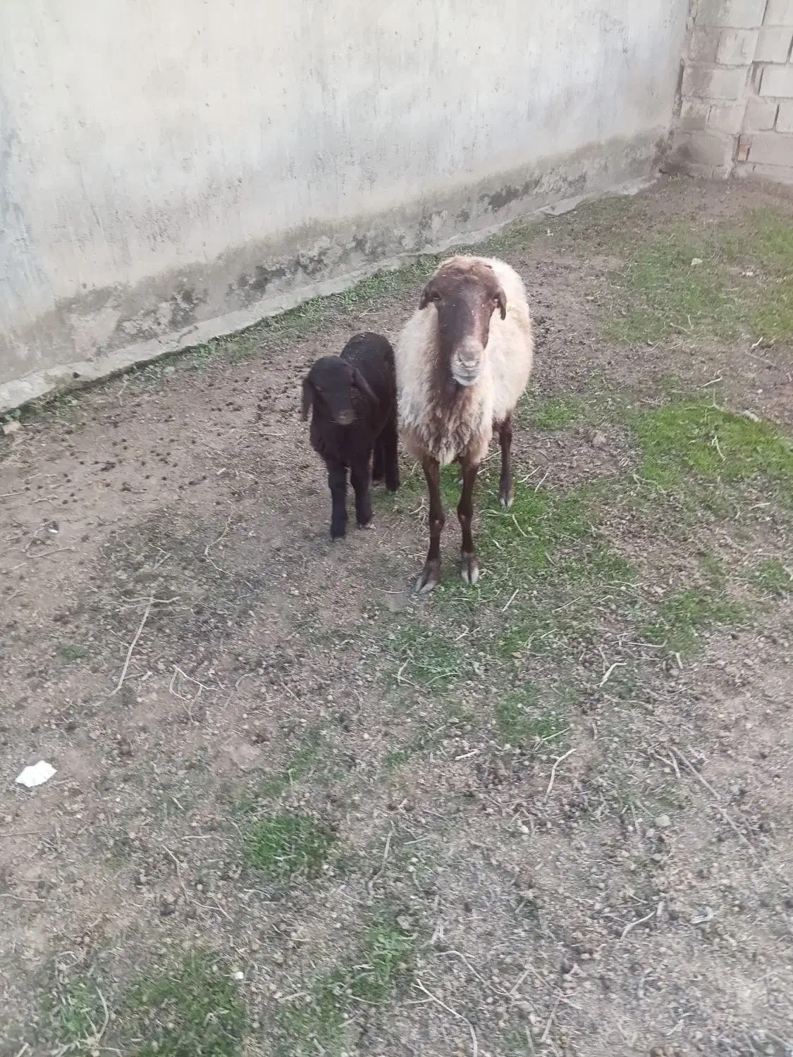 گوسفند بره دار|حیوانات مزرعه|گنبد کاووس, |دیوار