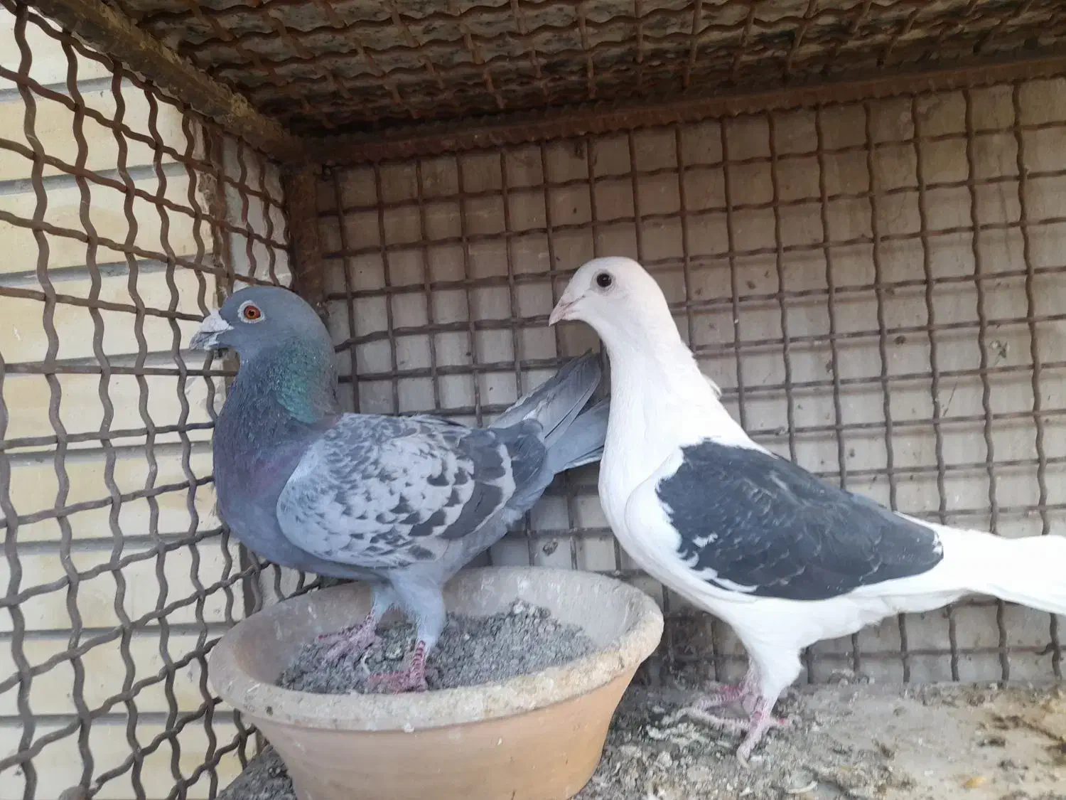 کبوتر|پرنده|مبارکه, |دیوار