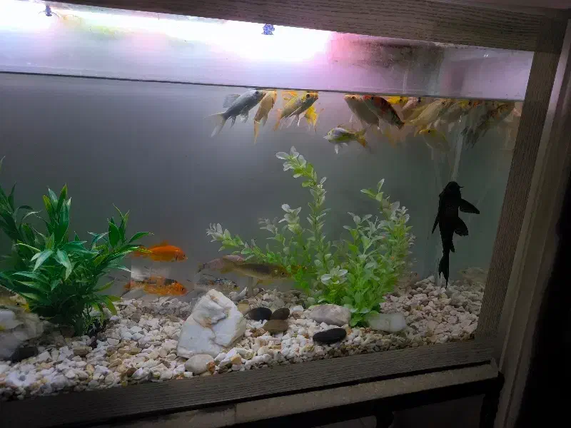 آکواریوم کامل با ماهی کوی سوپر باله|ماهی|بروجرد, |دیوار