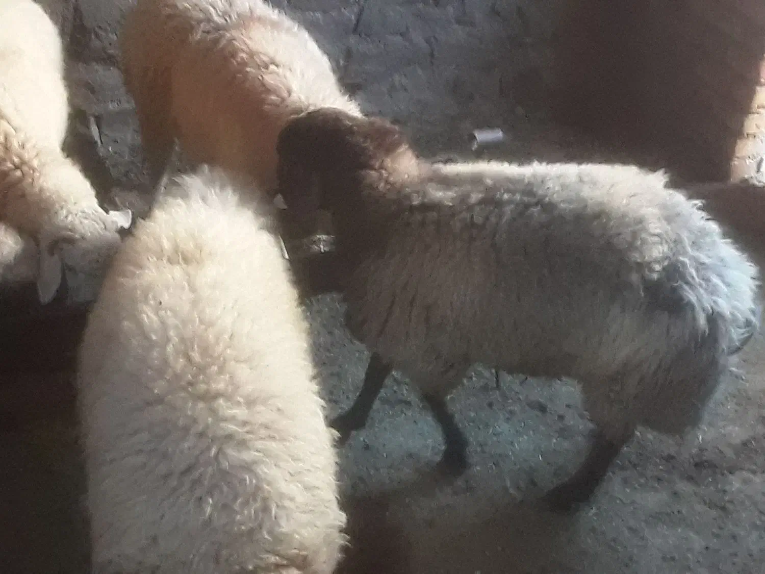 بره نر|حیوانات مزرعه|اسفراین, |دیوار