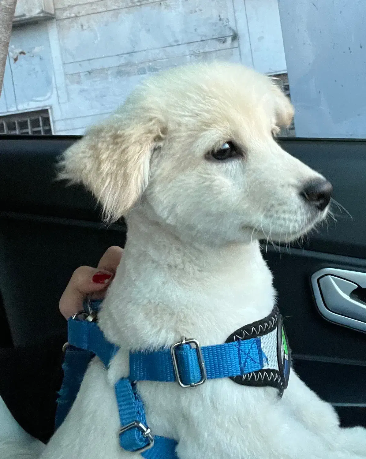 سگ گمشده|حیوانات|تهران, خزانه|دیوار