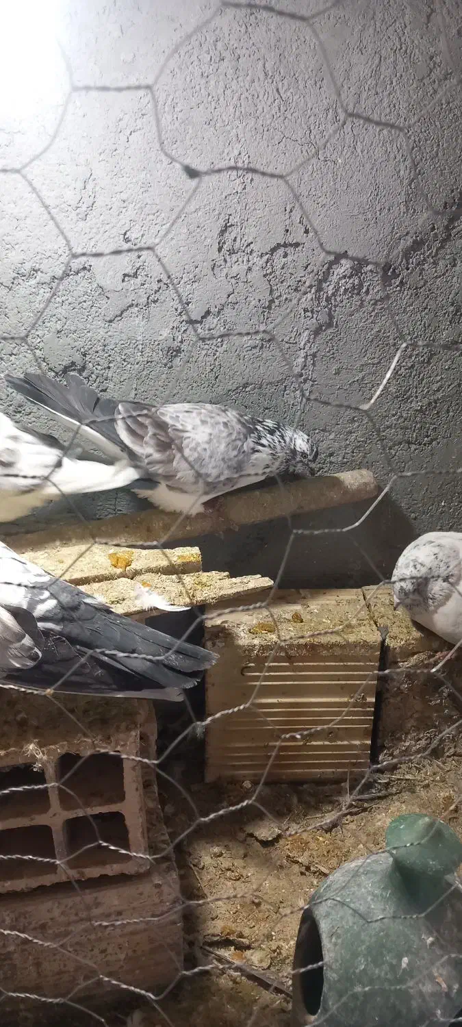 کبوترکلاغی|پرنده|معصومیه, |دیوار