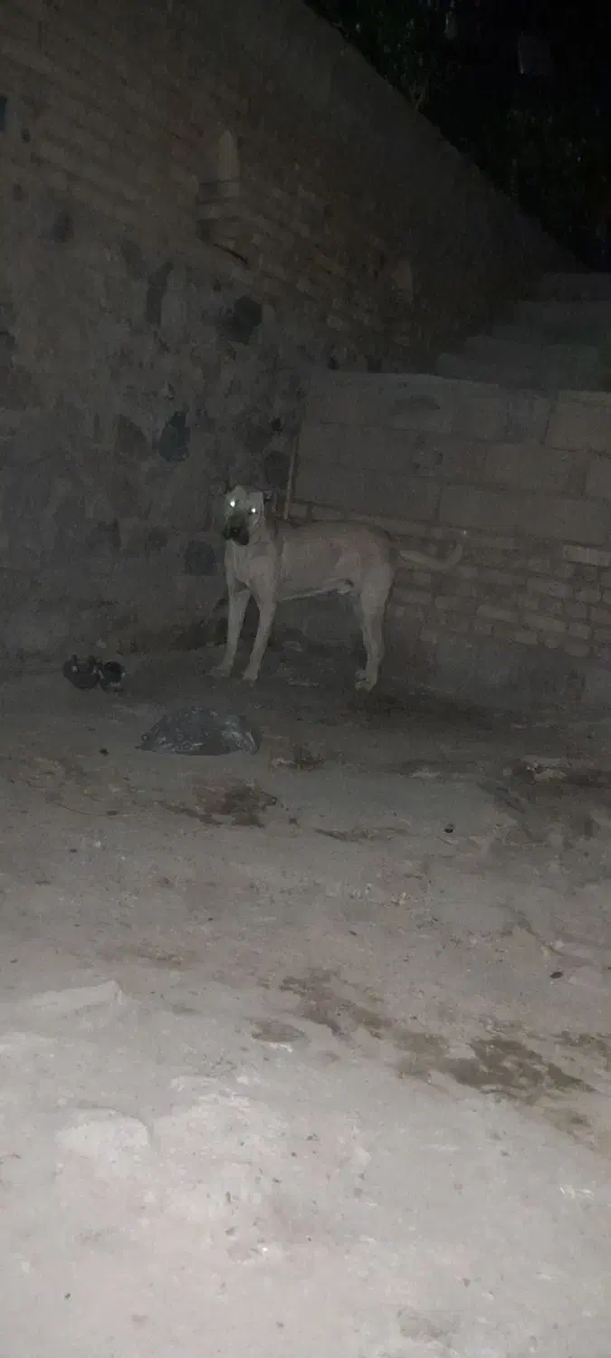 سگ سرابی|سگ|قروه, |دیوار
