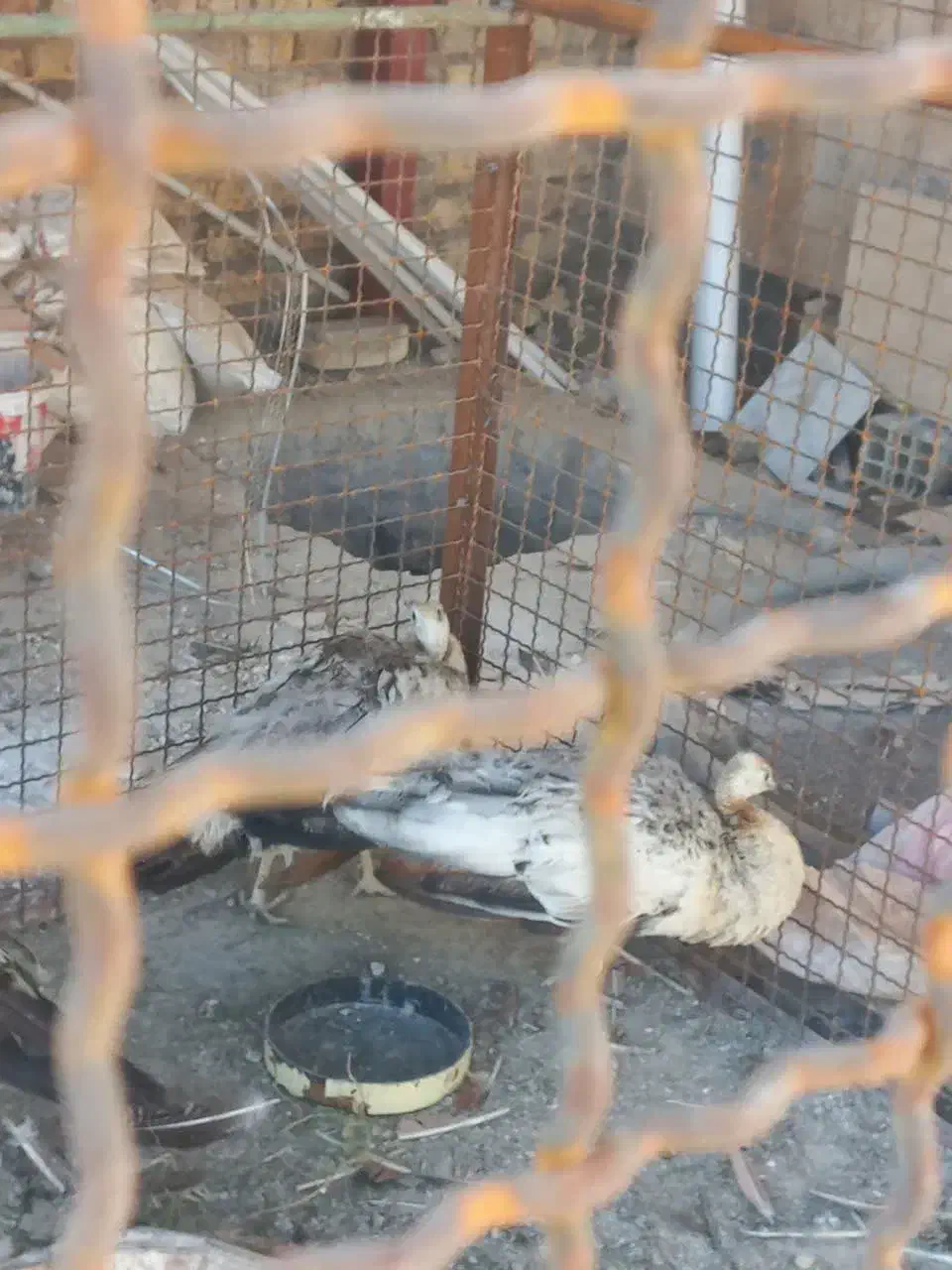 طاووس|پرنده|کاشان, فین بزرگ|دیوار