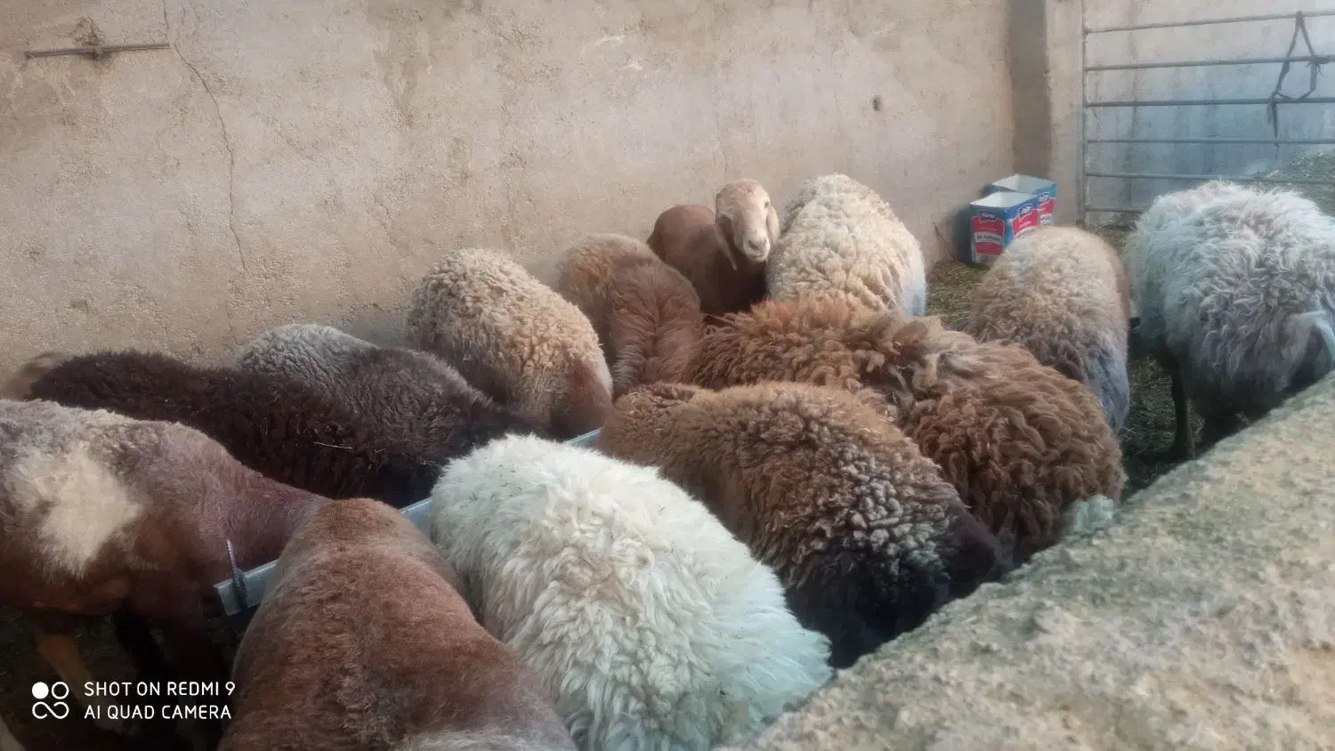 بره نر چاق|حیوانات مزرعه|بیرجند, |دیوار