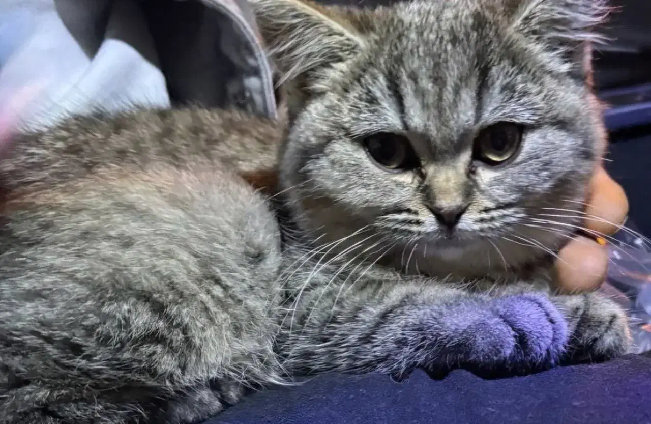 گربه|گربه|تهران, شهرآرا|دیوار