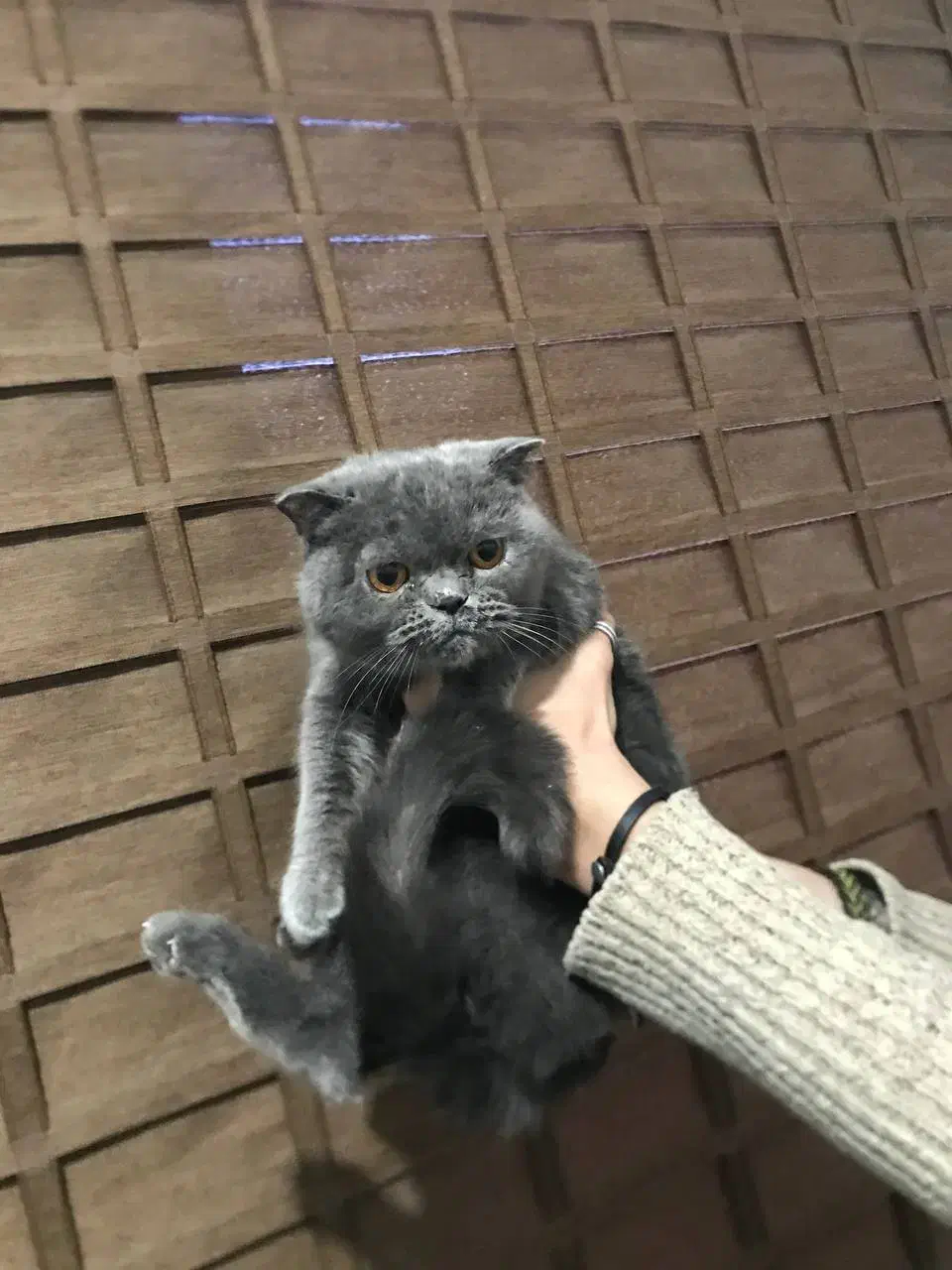 گربه پرشین|گربه|تهران, تهرانسر مرکزی|دیوار