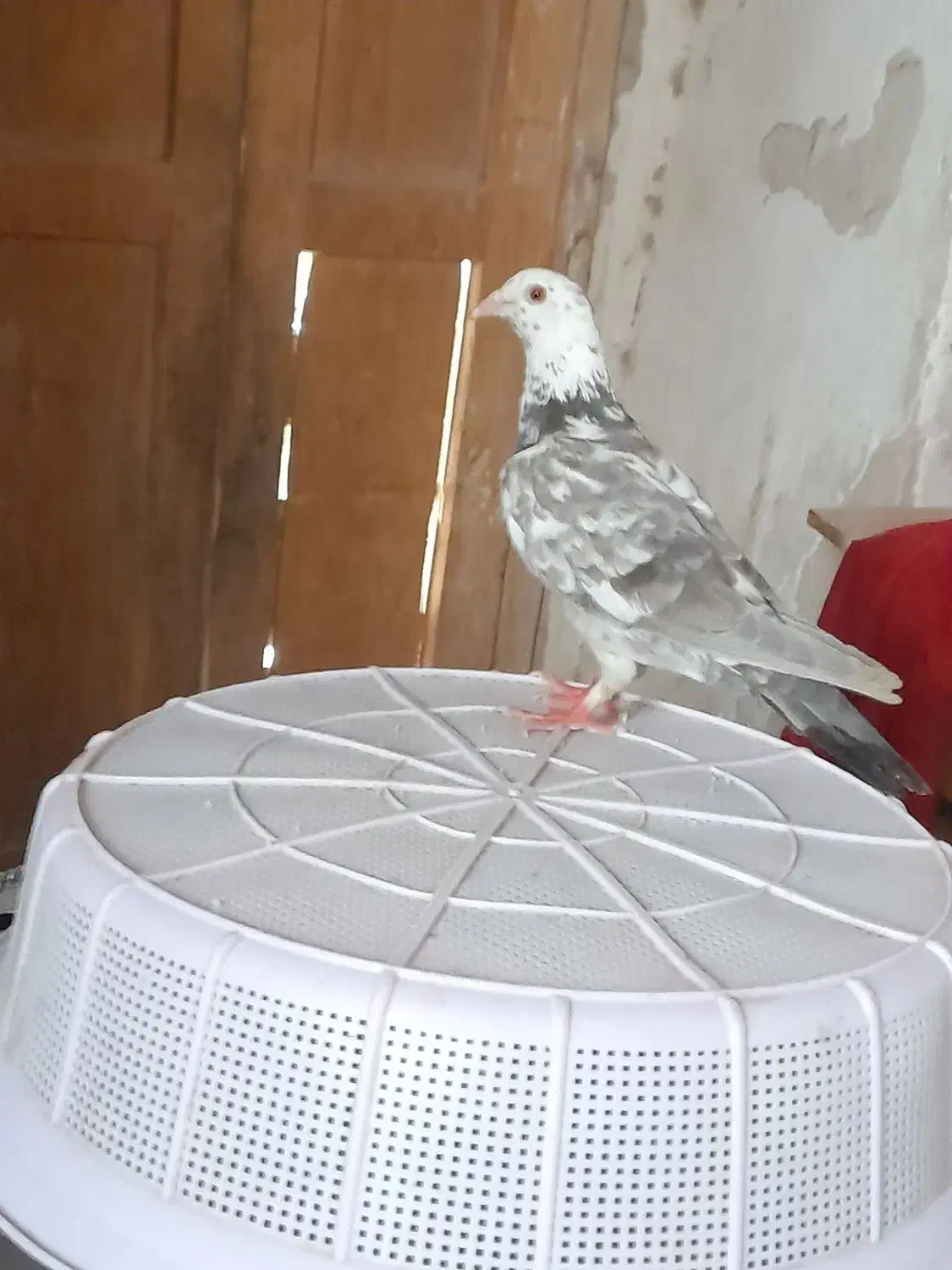 قیمت ۵۰۰۰|پرنده|قهستان, |دیوار