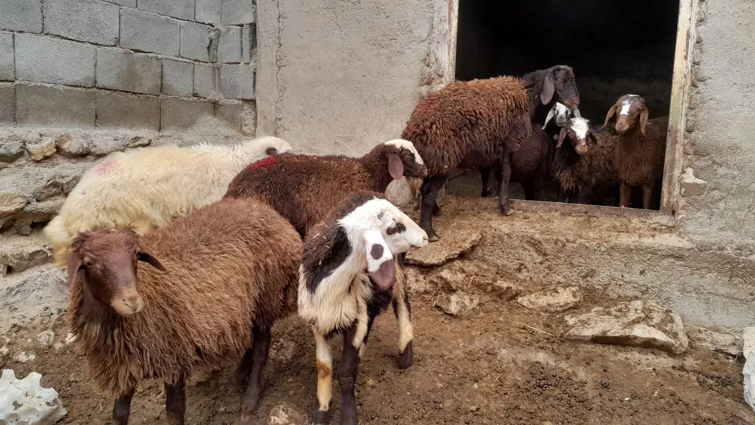 ۱۰ راس بره مخصوص پروار نر|حیوانات مزرعه|بیرانوند, |دیوار