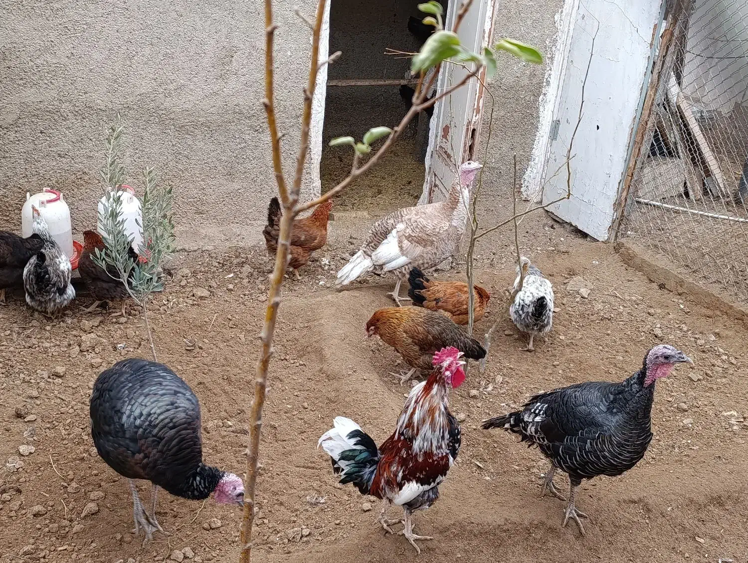 بوقلمون|حیوانات مزرعه|کهریزک, |دیوار