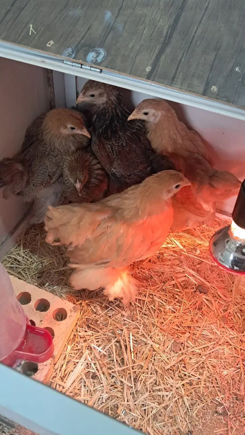 جوجه ۲.۵ ماهه برهما|حیوانات مزرعه|شهرضا, |دیوار