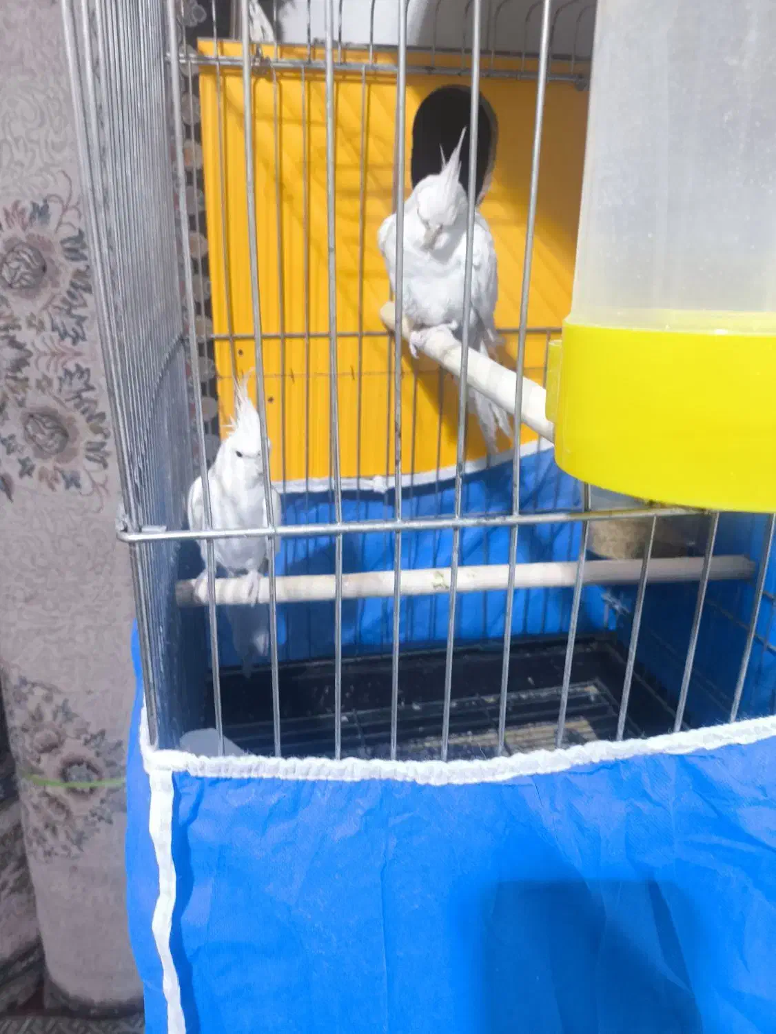 عروس هلندی|پرنده|مهریز, |دیوار