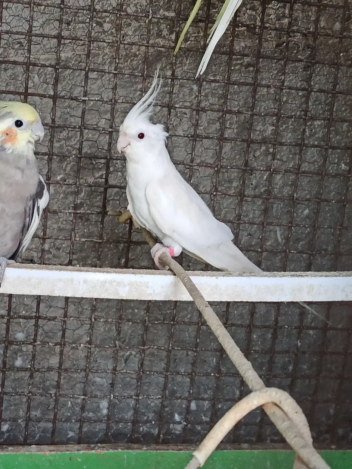 عروس هلندی|پرنده|بندرعباس, |دیوار