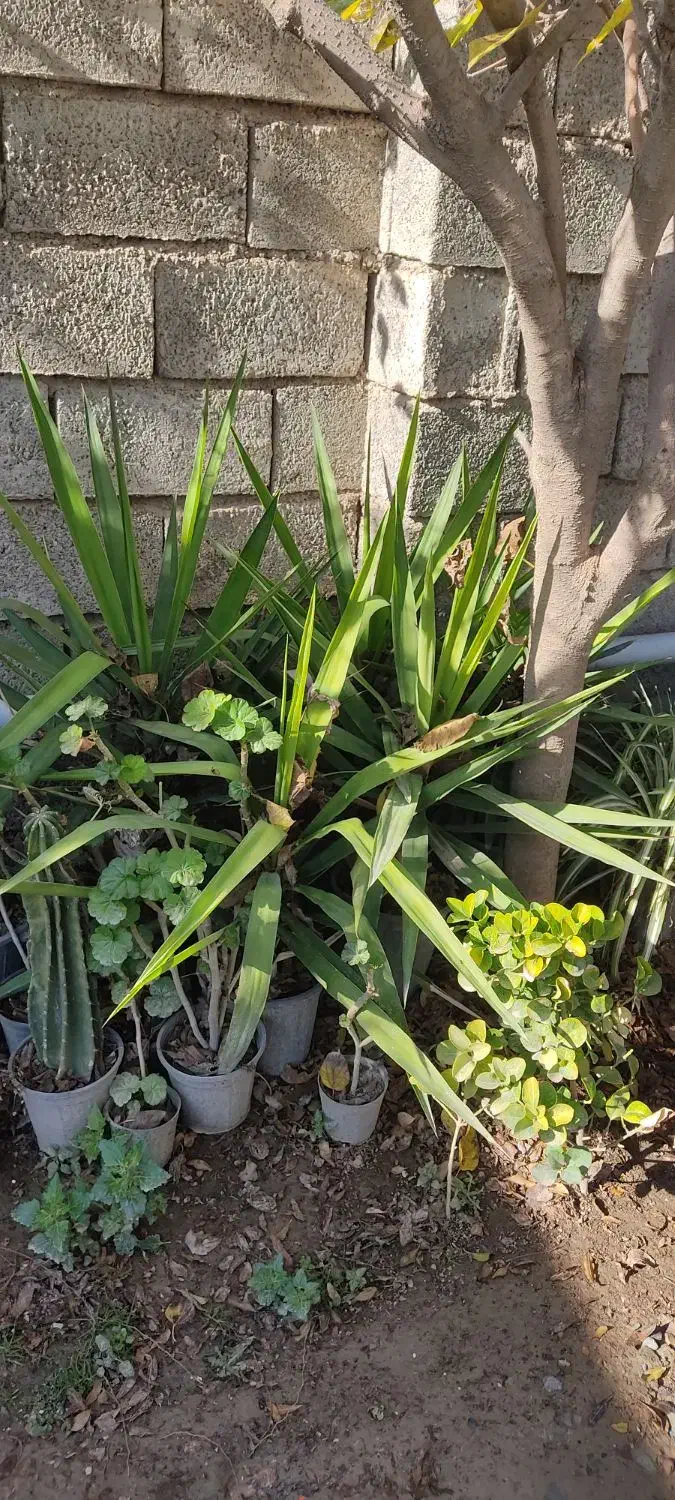 گیاه یوکا|گل و گیاه طبیعی|سیمین شهر, |دیوار