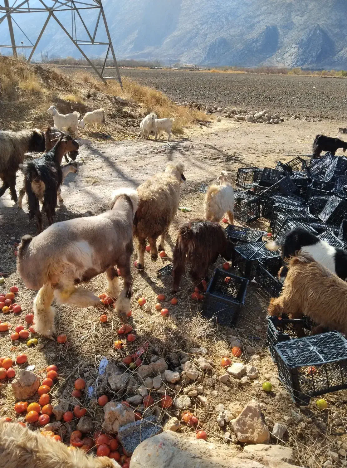 میش کهره کیلی|حیوانات مزرعه|درودزن, |دیوار