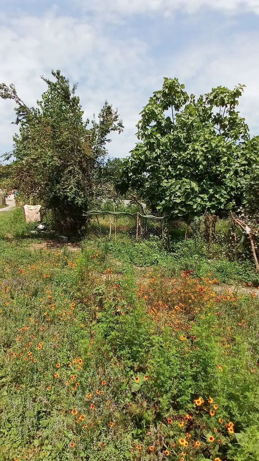 فروش زمین مسکونی کلیمان|فروش زمین و ملک کلنگی|رضوانشهر, |دیوار