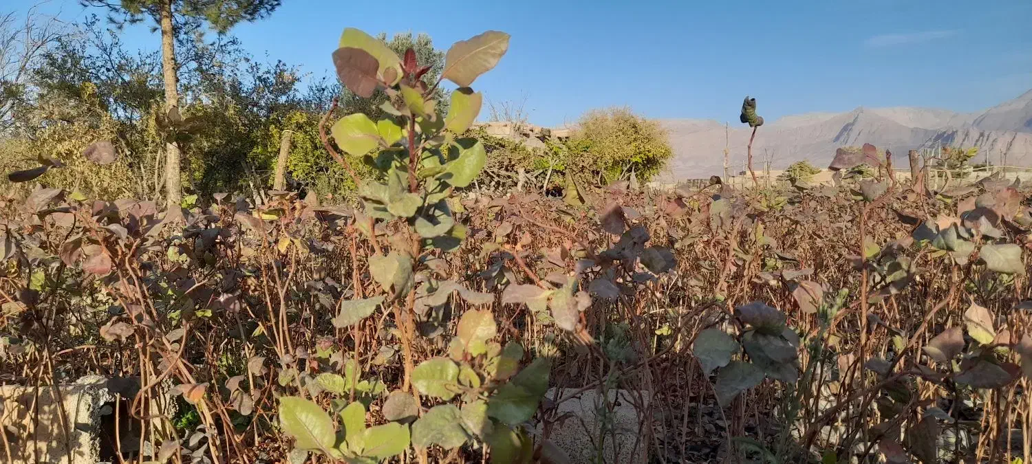 نهال پسته بادامی ریز زرندی|گل و گیاه طبیعی|ماهان, |دیوار