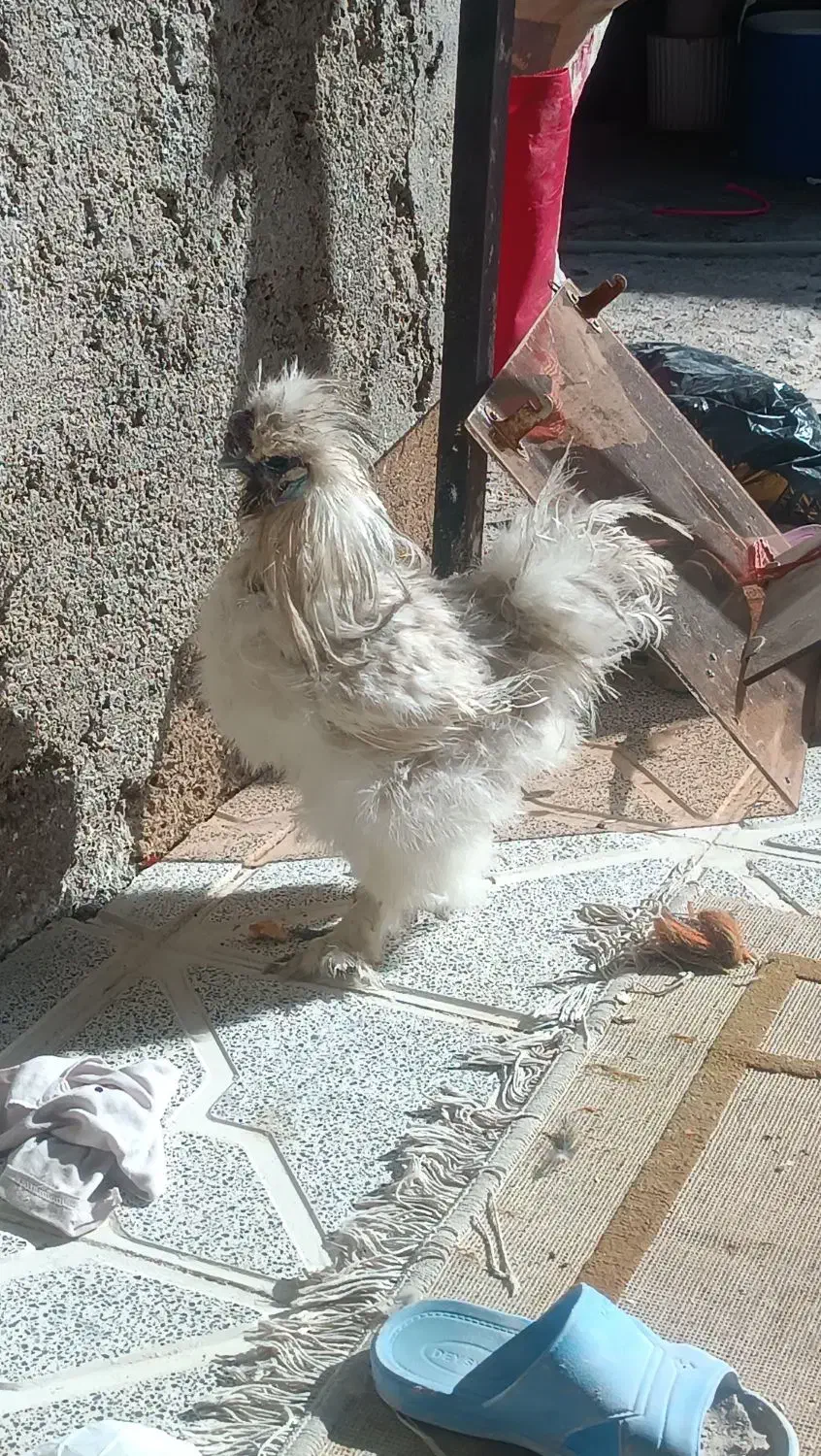 خروس پا پری|حیوانات مزرعه|مشهد, شهید آوینی|دیوار