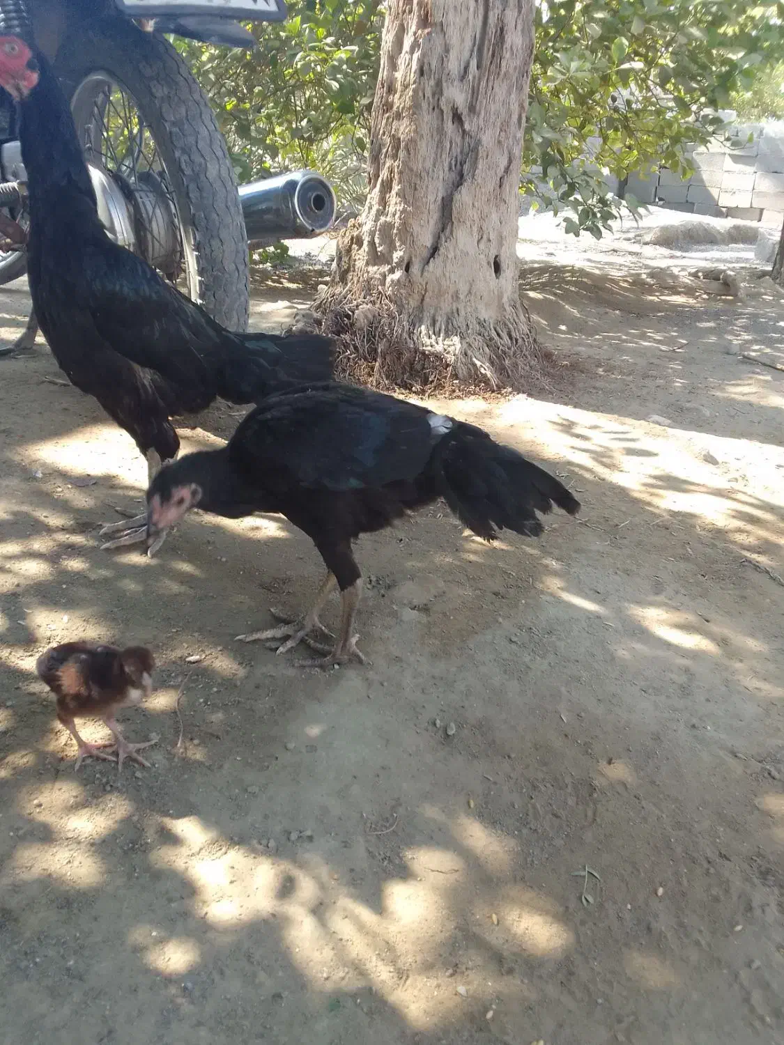 مرغ مامله با خروس|حیوانات مزرعه|بند زرک, |دیوار