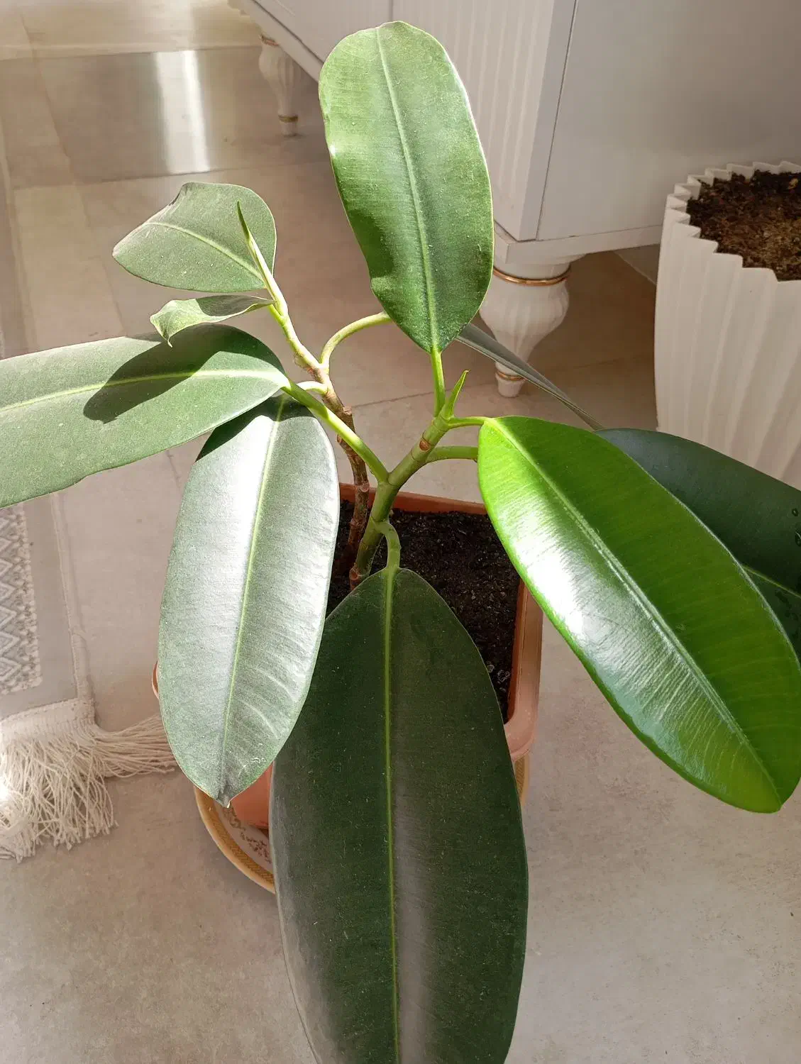 گل فیکوس فروشی|گل و گیاه طبیعی|جوین, |دیوار