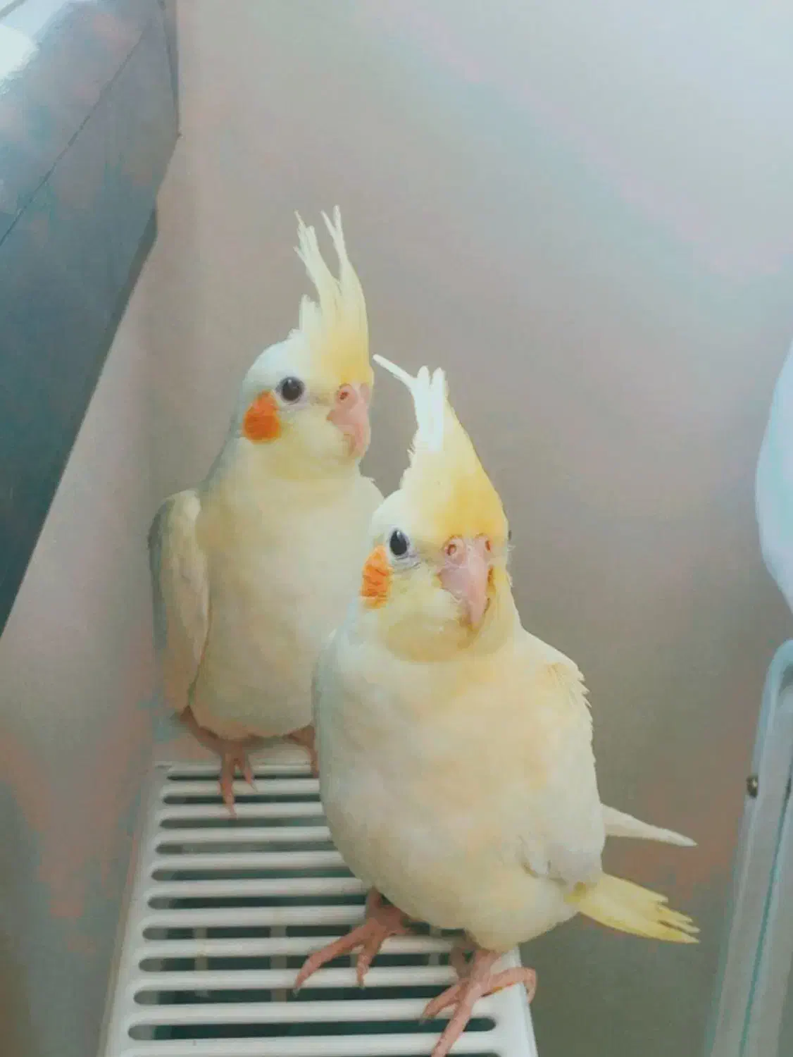 جفت عروس هلندی|پرنده|مشهد, شهید قربانی|دیوار