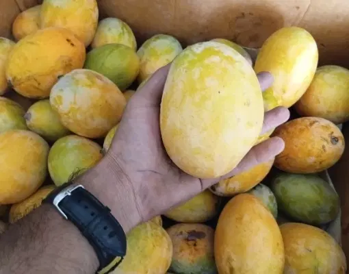 انبه|خوردنی و آشامیدنی|میناب, |دیوار