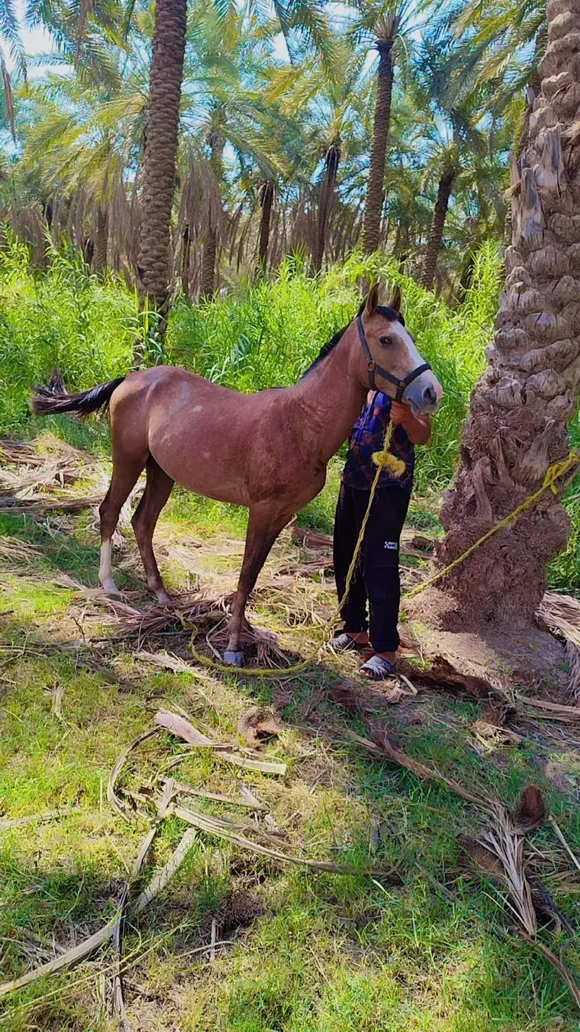 اسب کرد|اسب و تجهیزات اسب‌سواری|جیرفت, |دیوار