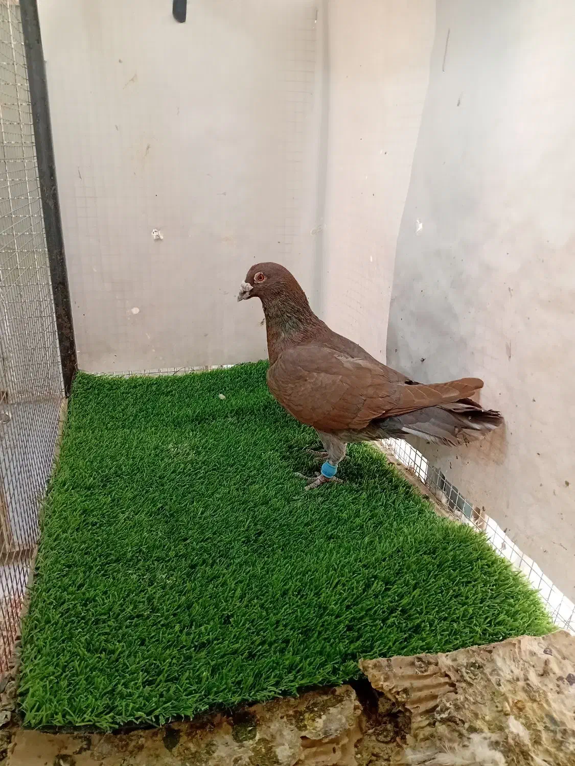 کبوتر کفتر پرشی سرخ سینه سبز|پرنده|شیروان (خراسان), |دیوار