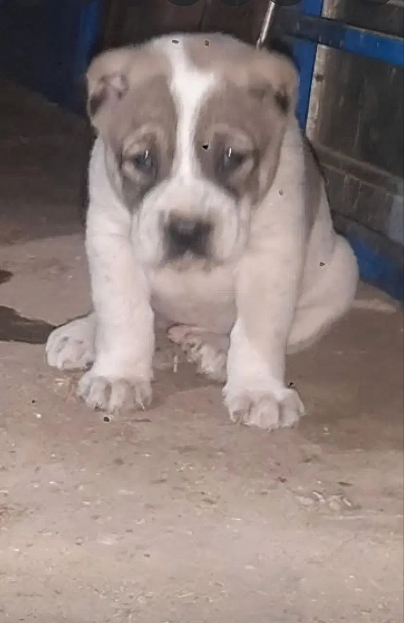 آلابای روس اصیل با ضمانتنامه|سگ|اصفهان, میرعماد|دیوار