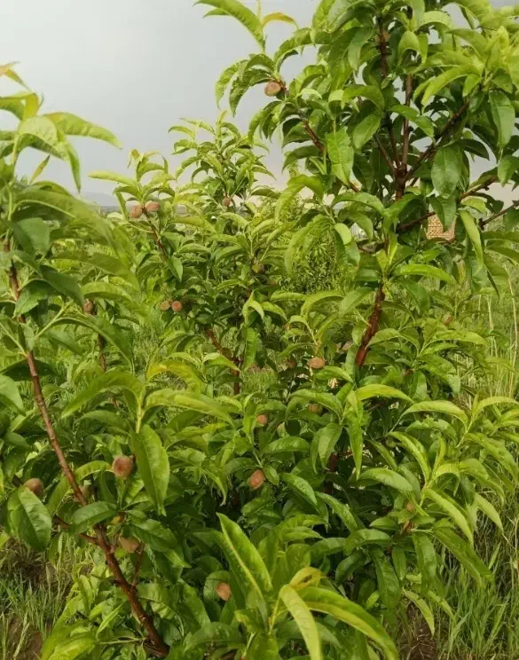 فروش باغ 2 هکتاری کبودراهنگ|فروش زمین و ملک کلنگی|کبودرآهنگ, |دیوار