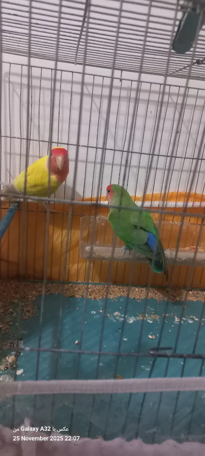 یک جفت طوطی برزیلی قشنگ|پرنده|بوکان, |دیوار