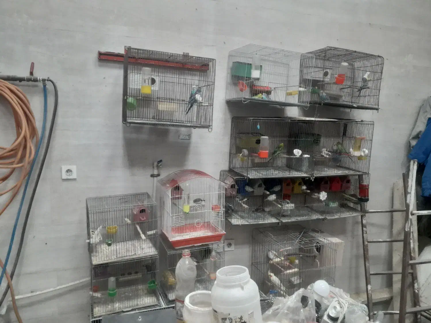 مرغ عشق|پرنده|مهاجران, |دیوار