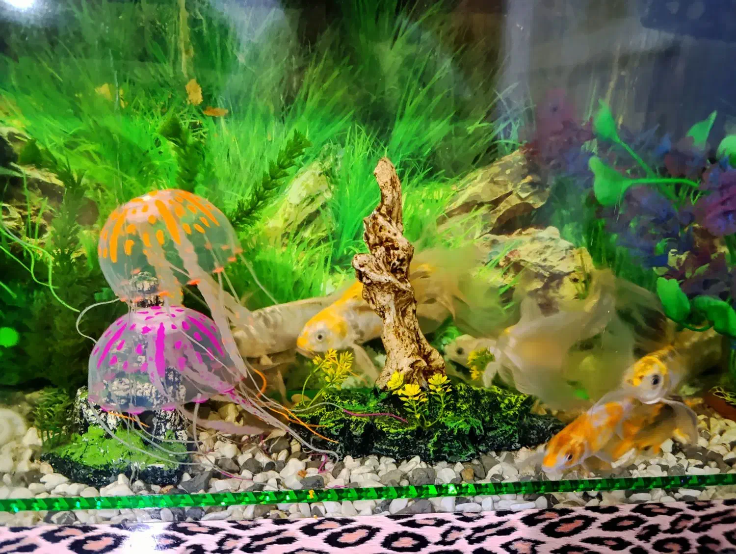 اکواریوم با ماهی ها گل فیش ،کویل تمام لوازم هایش|ماهی|ساوه, |دیوار