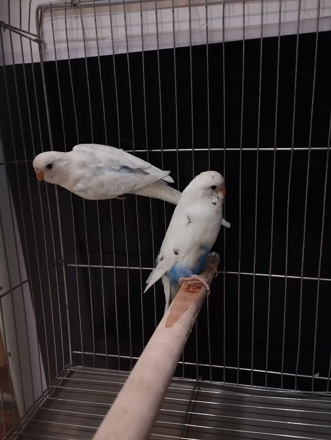 مرغ عشق  پاکستانی و هفت رنگ|پرنده|جم, |دیوار