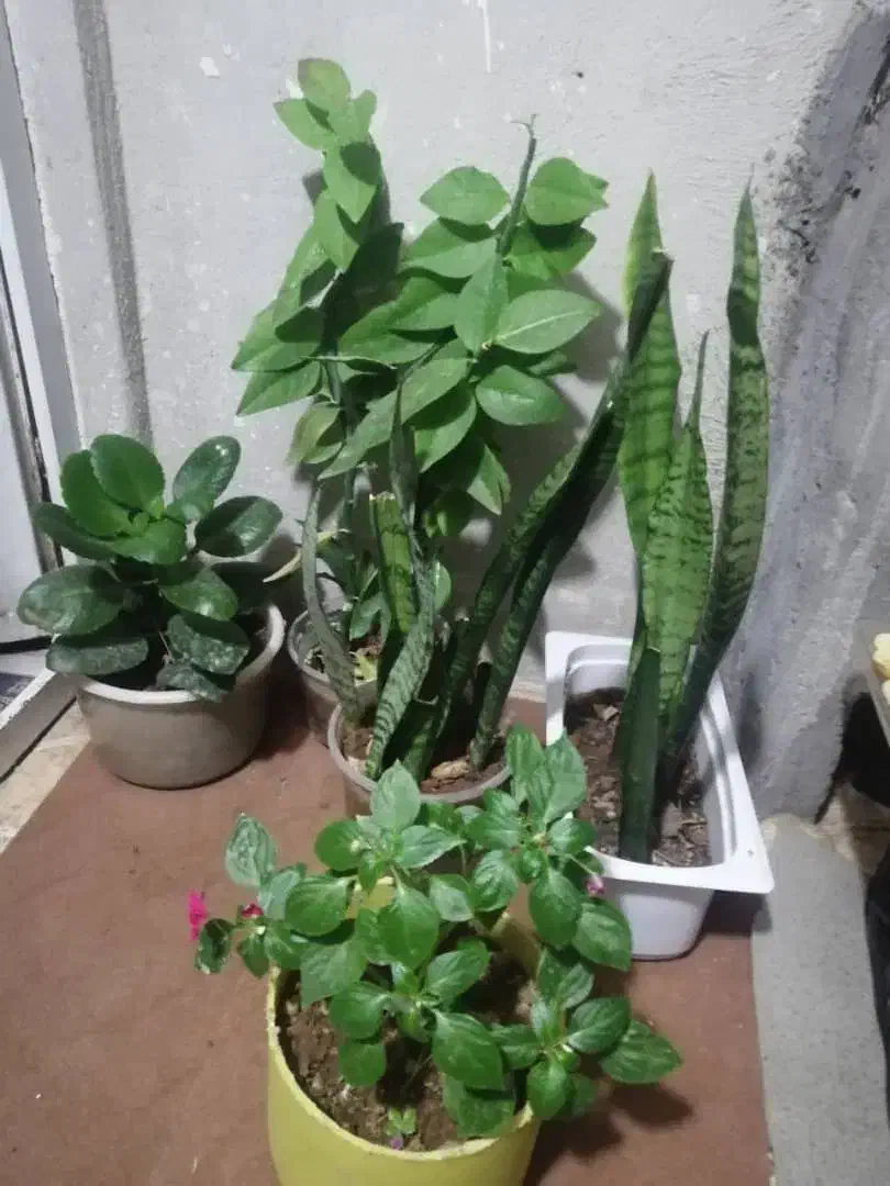 گل طبیعی|گل و گیاه طبیعی|یاسوج, |دیوار