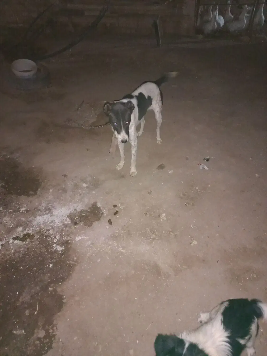 توله سگ نرو ماد|سگ|قم, لسانی|دیوار