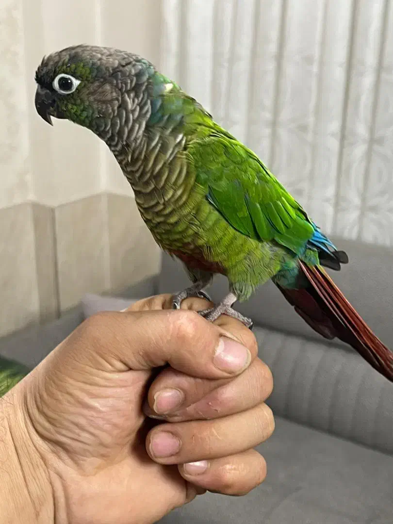 طوطی گرینچیک|پرنده|باقرشهر, |دیوار