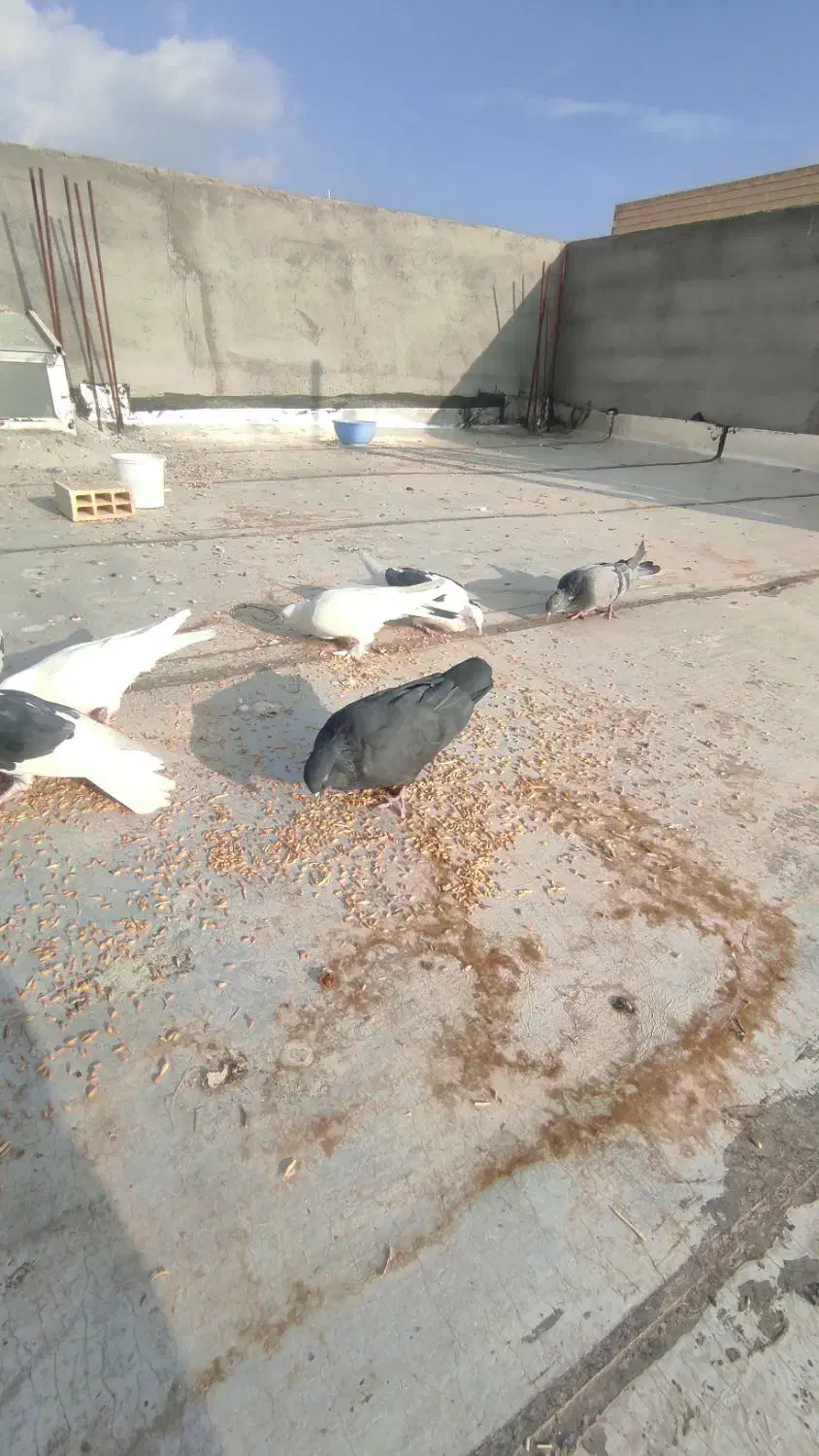 جفت کبوتر پر، نر سیاه ماده آبی|پرنده|لاران, |دیوار