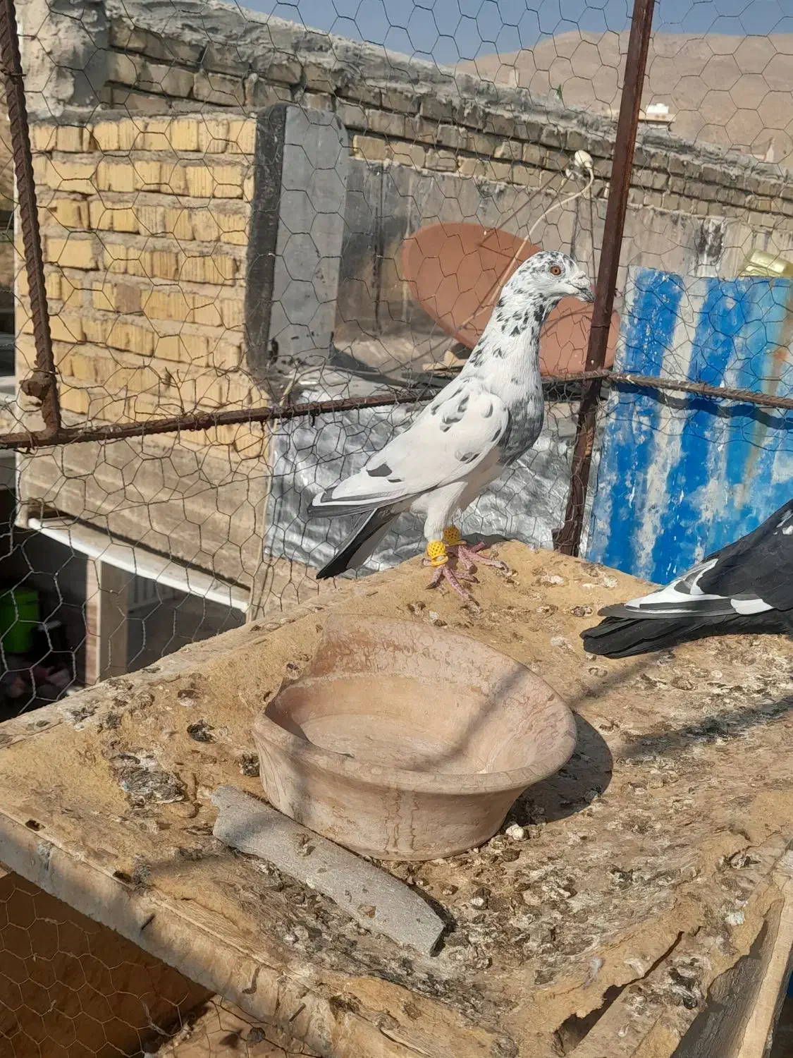 کفتر پلاکی|پرنده|شیراز, دست خضر|دیوار