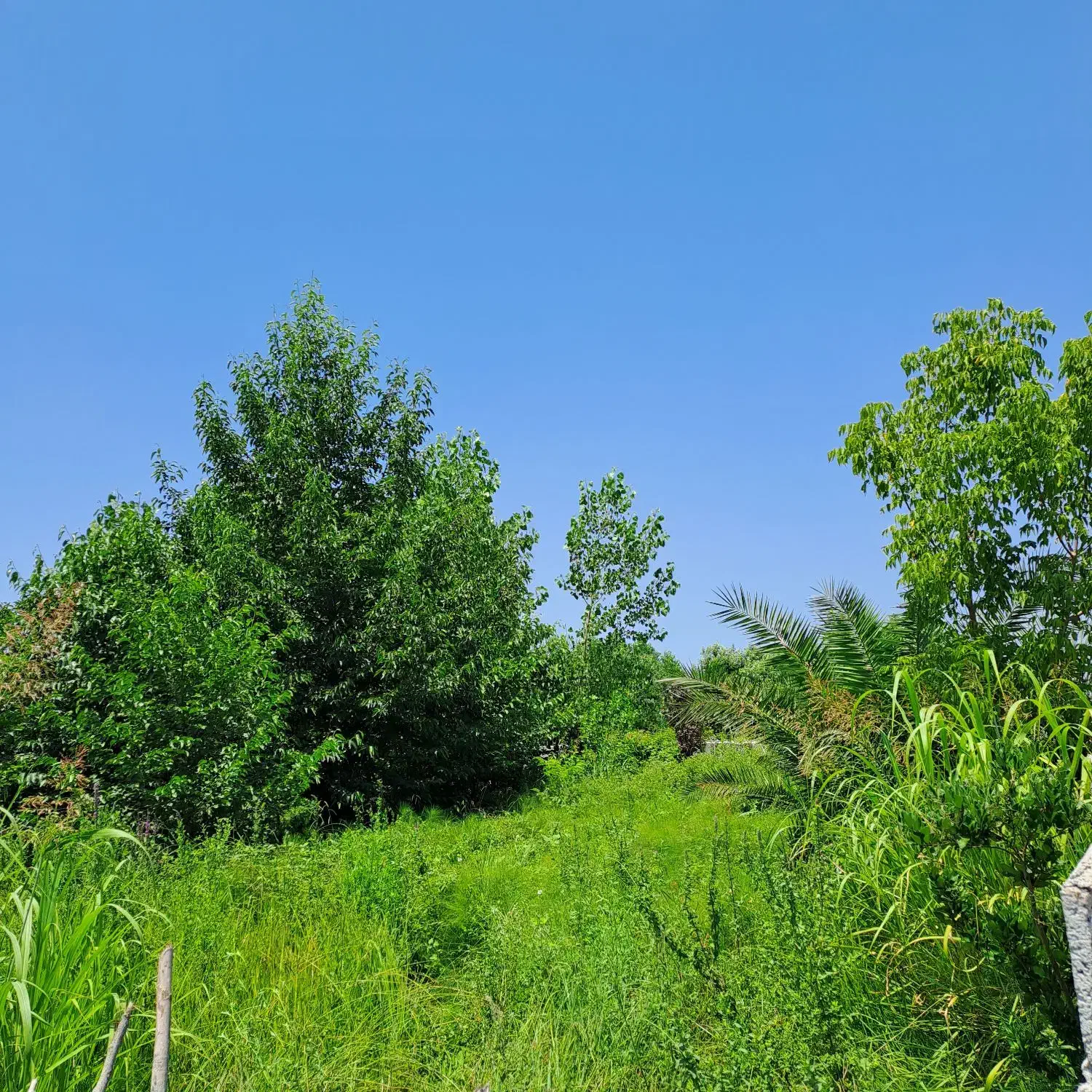 فروش زمین ۳۳۳متری در گیلان|فروش زمین و ملک کلنگی|آستانه اشرفیه, |دیوار