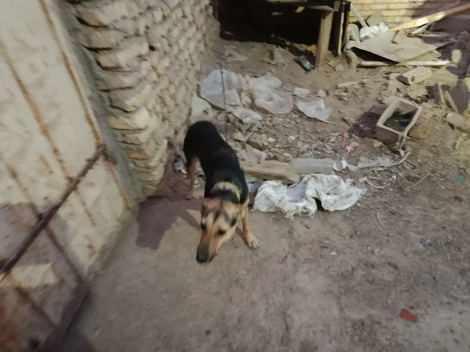 سگ ژرمن|سگ|آبادان, |دیوار