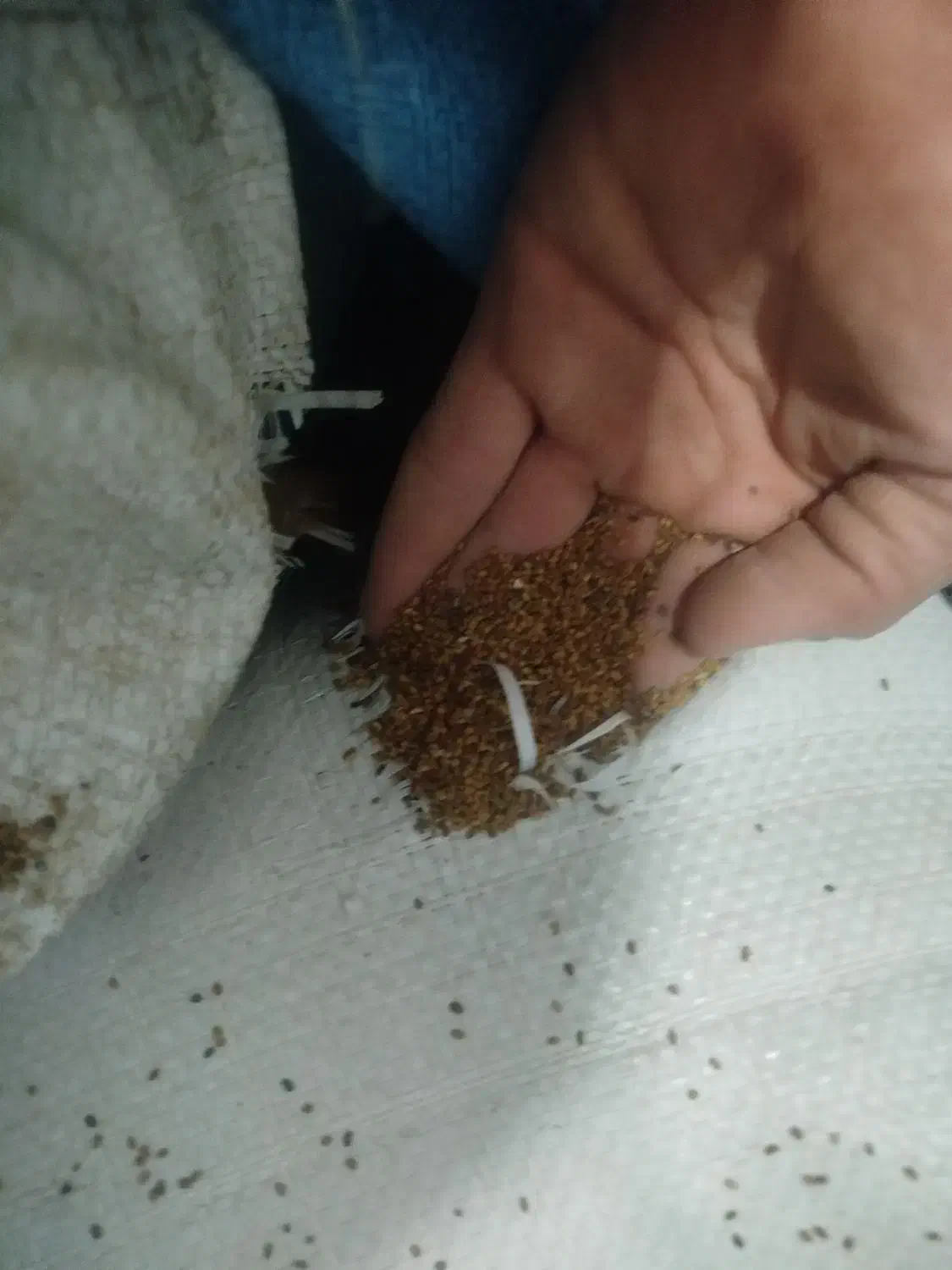 بذر یونجه|گل و گیاه طبیعی|بشاریات, |دیوار