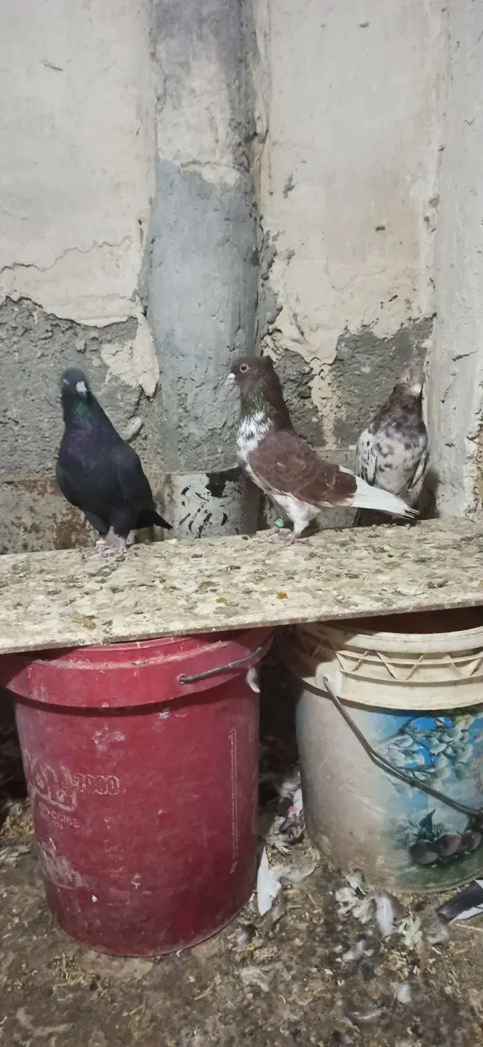 کبوتر|پرنده|خلیفان, |دیوار