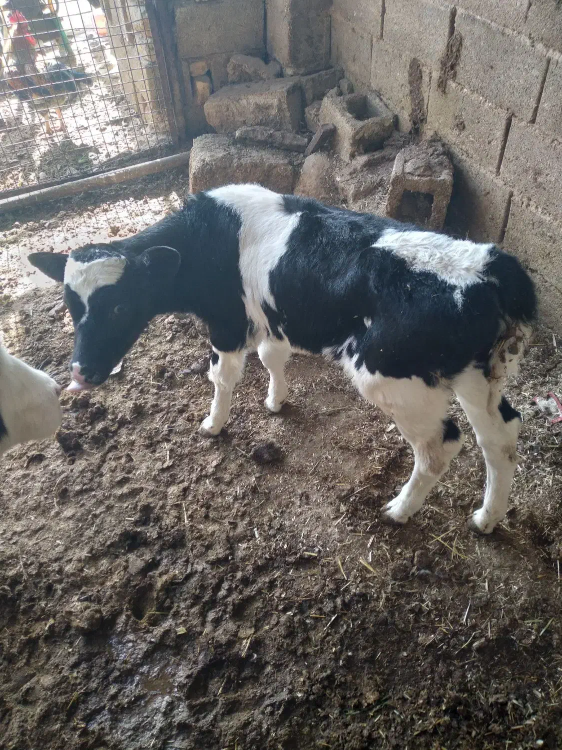 گوساله|حیوانات مزرعه|شیراز, فرودگاه شهید دستغیب شیراز|دیوار