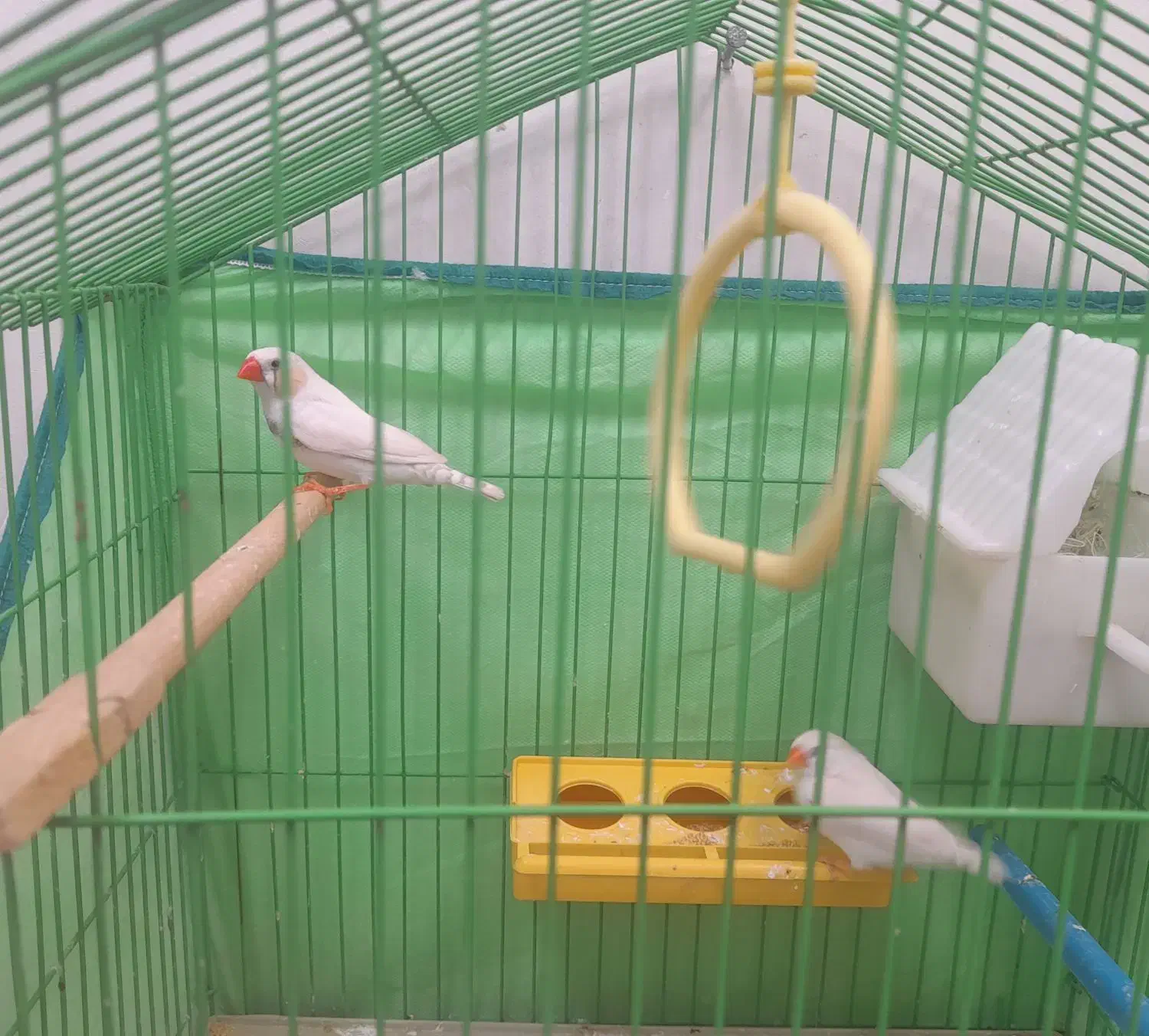 یک جفت فنچ سالم سرحال خوشگل|پرنده|قزوین, |دیوار