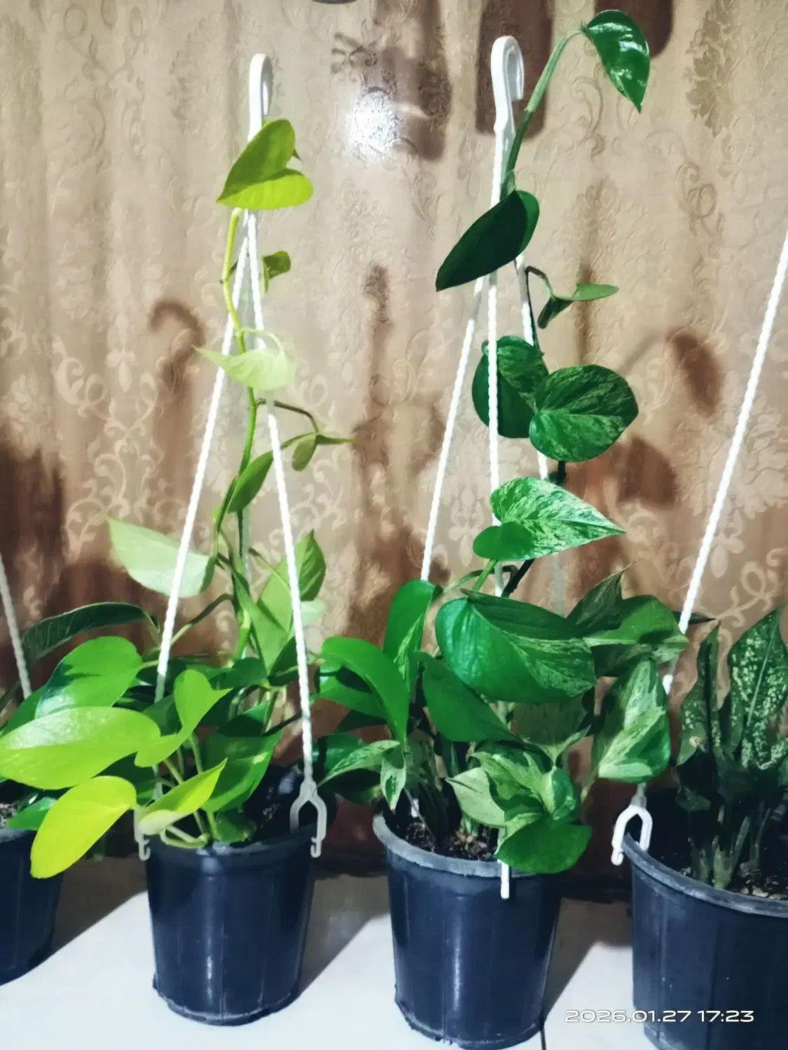 گل و گیاه طبیعی آپارتمانی|گل و گیاه طبیعی|مشهد, خواجه ربیع|دیوار