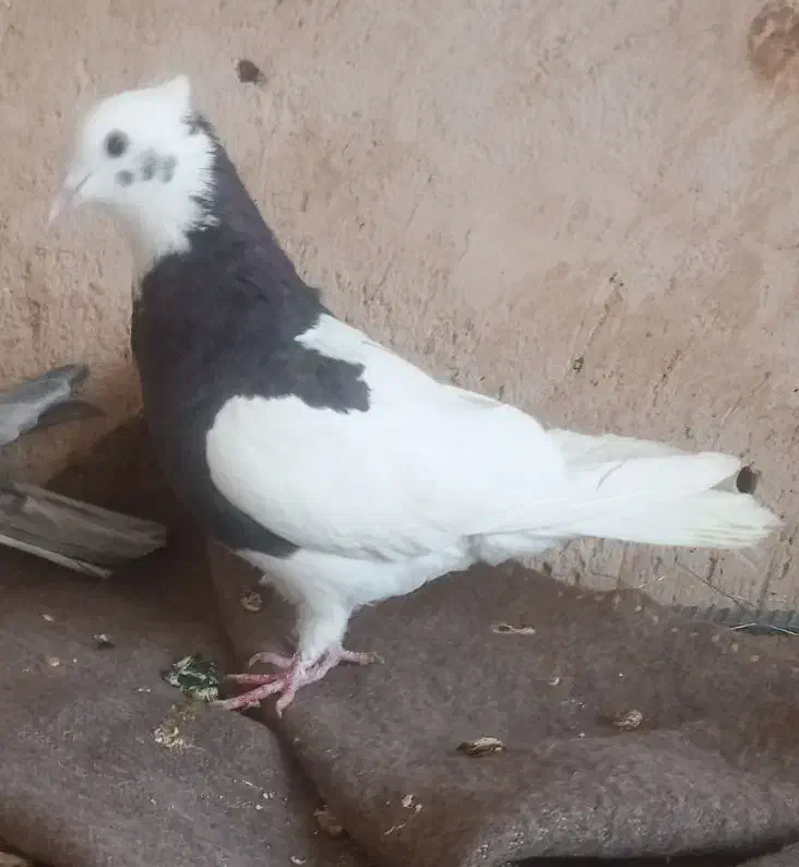 کبوتر|پرنده|شیبکوه (فارس), |دیوار