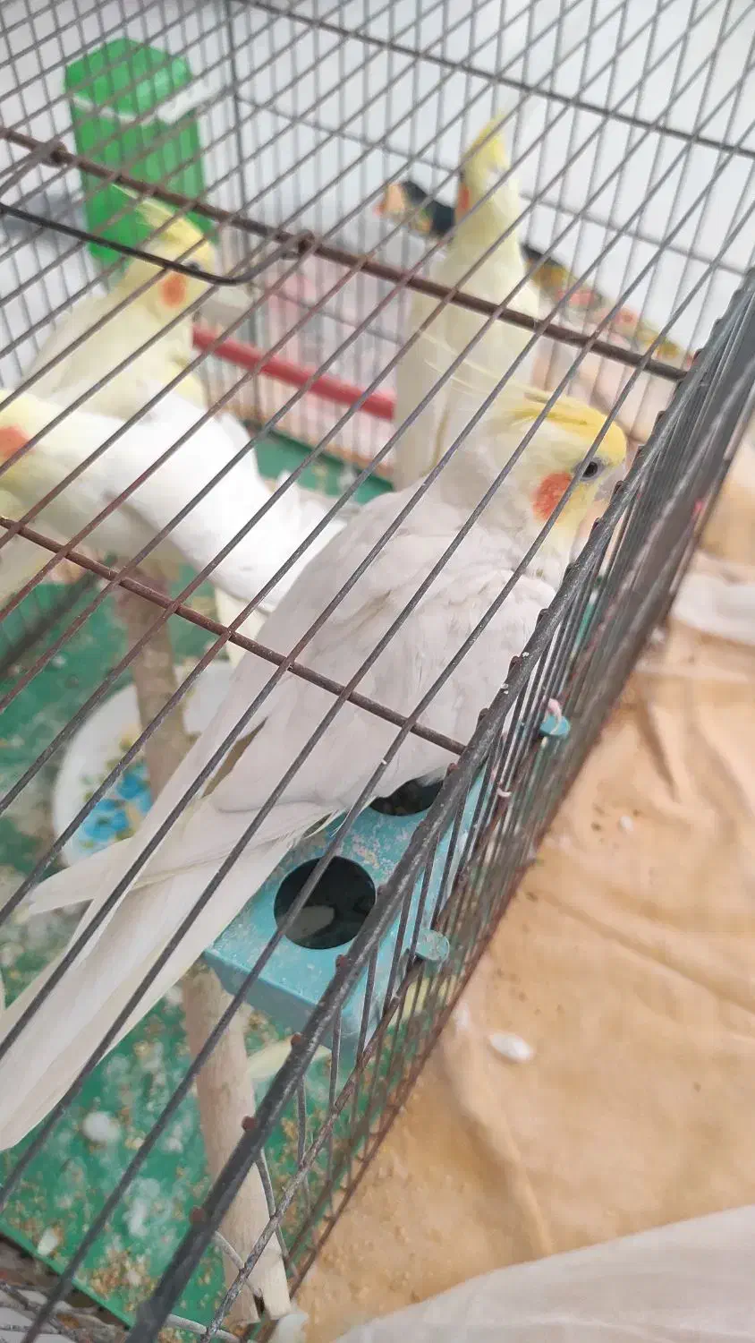 عروس|پرنده|اسلامشهر, شهرک سعیدیه|دیوار