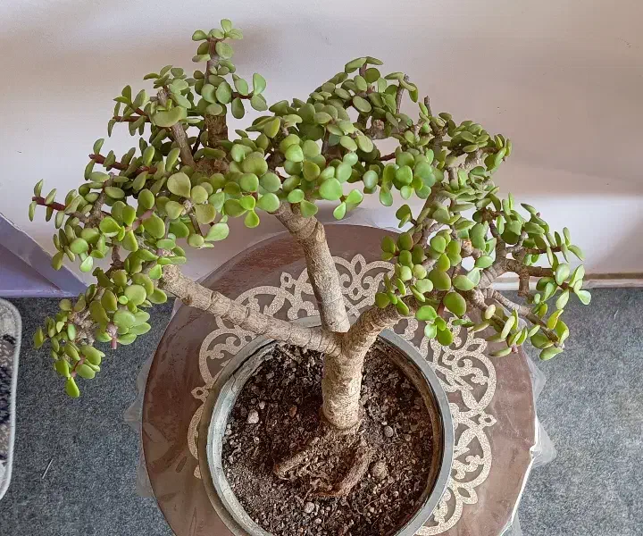 بنسای پرتلاکاریا|گل و گیاه طبیعی|کرمان, |دیوار