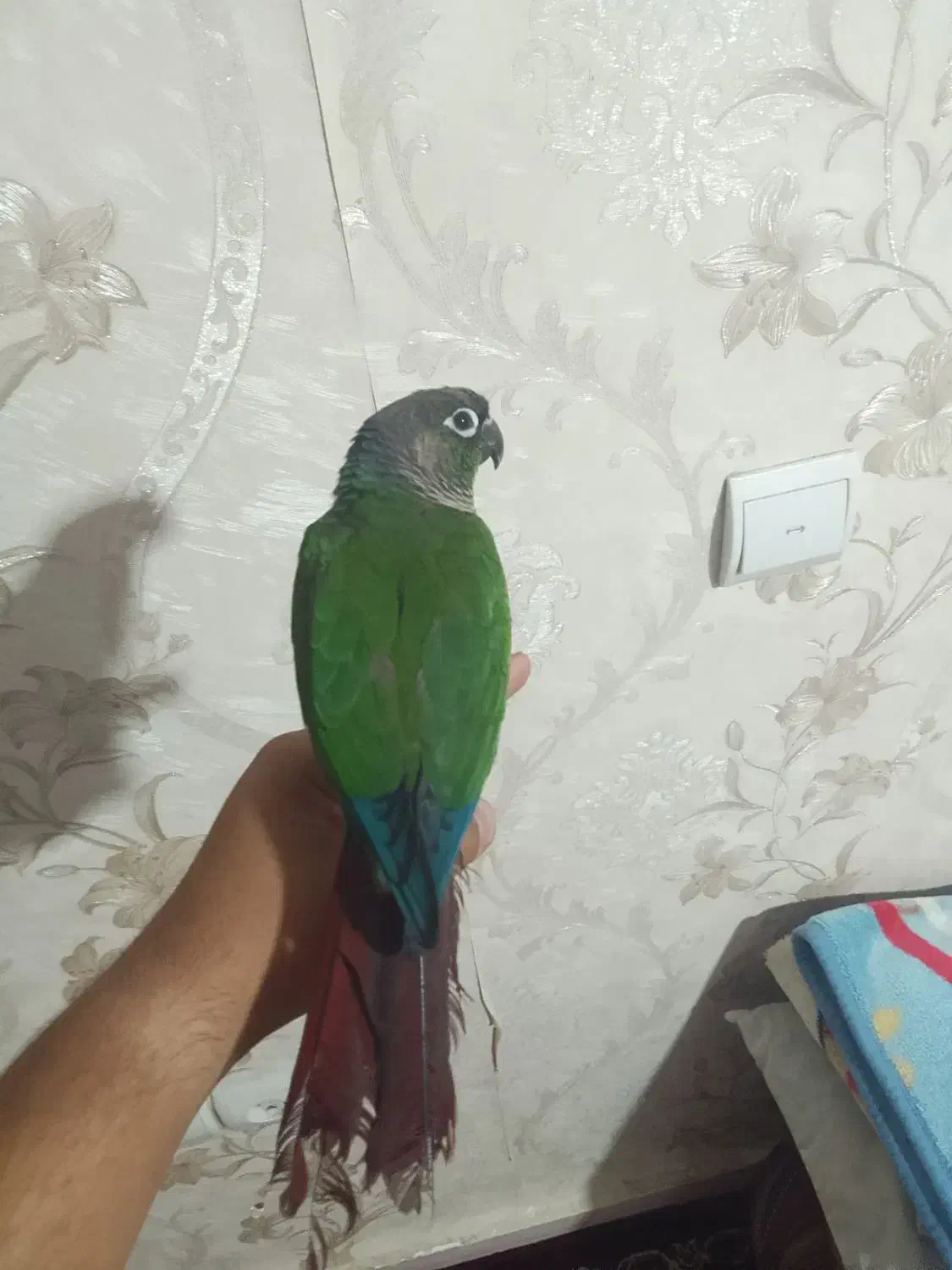 گیرینچیک سوخنگو فول دستی ورام  با لوازم|پرنده|رباط‌کریم, مسکن مهر آبشناسان|دیوار